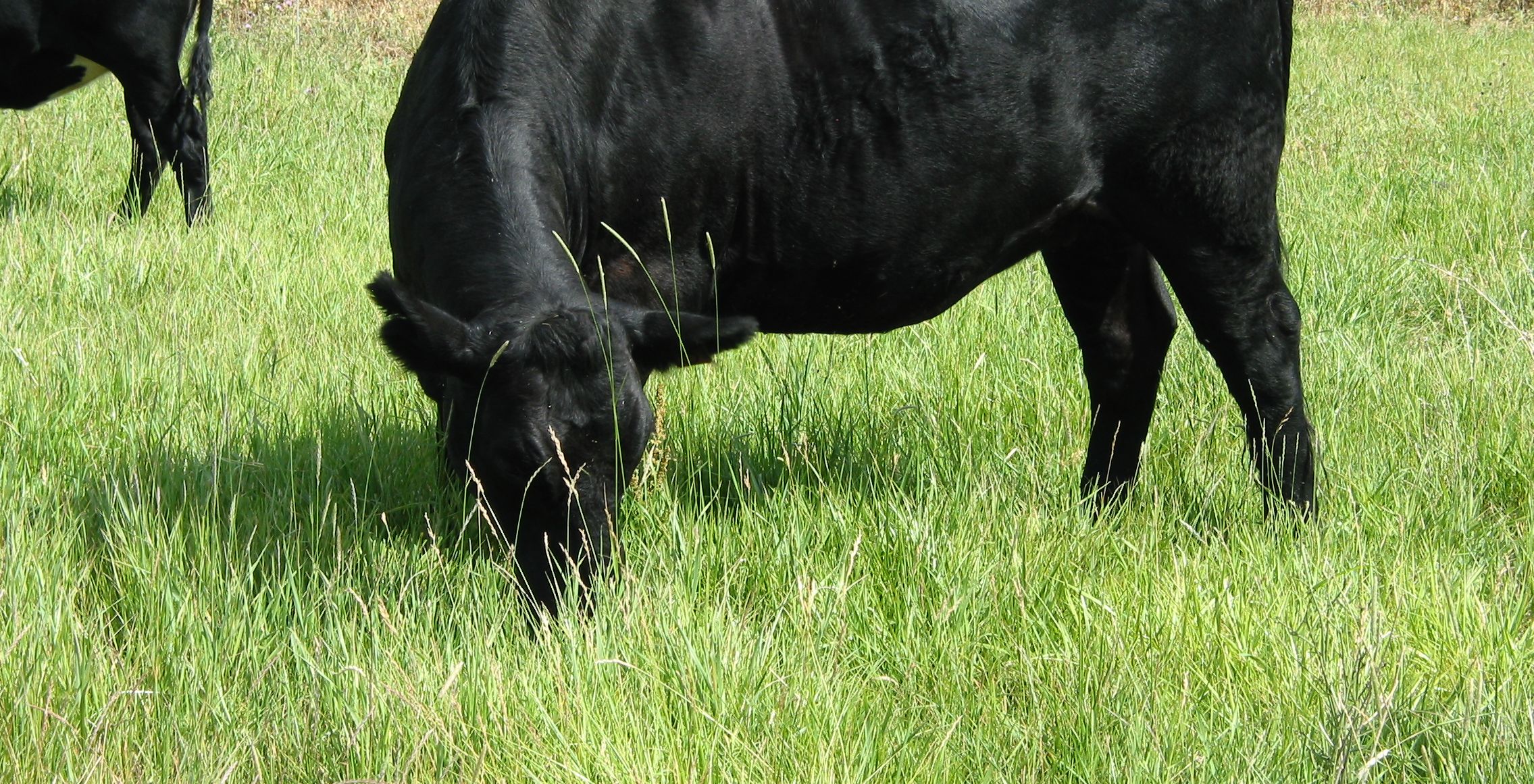 A black cow grazing in a field