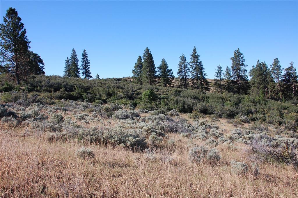 Rangeland with sagebrush in the foreground and pines in the background
