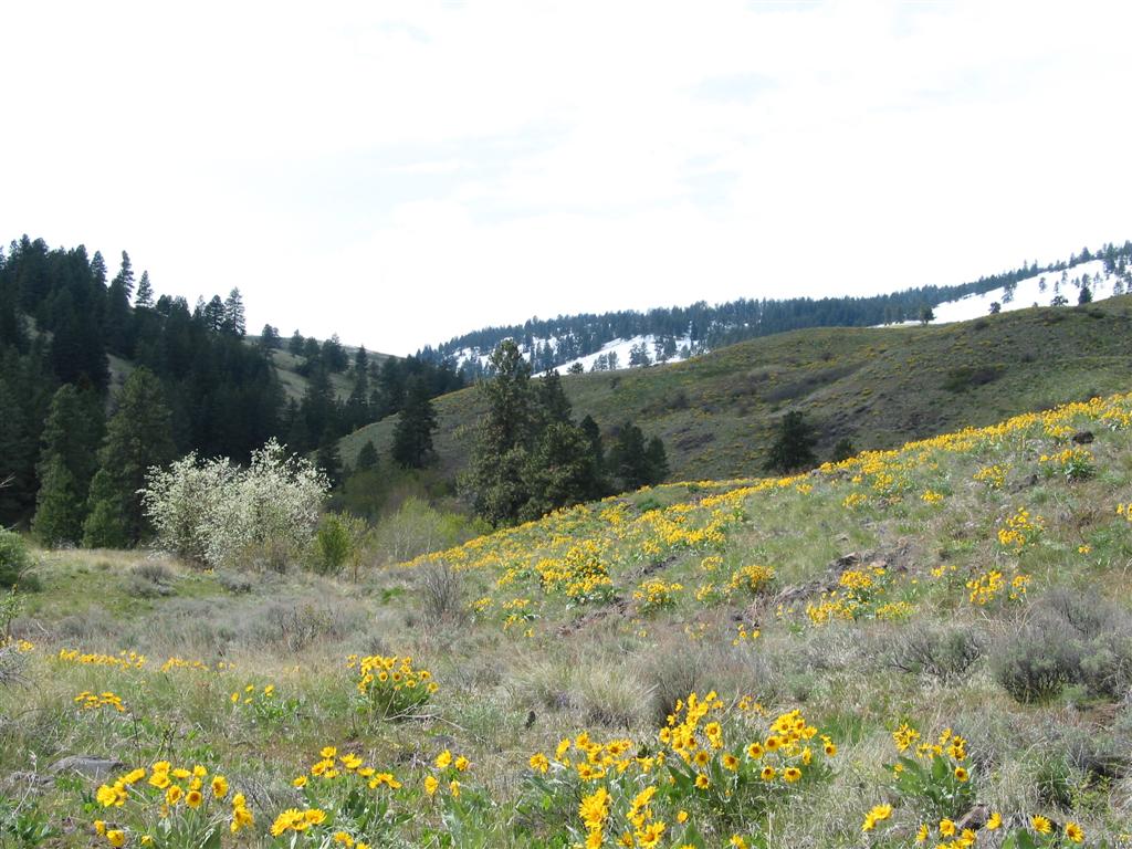 A hilly field with wildflowers in the foreground