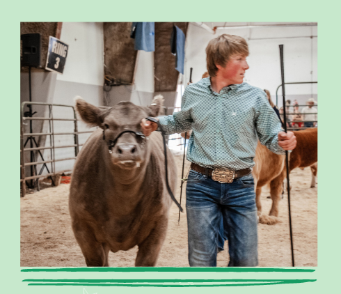 A young person walks a cow around a show ring