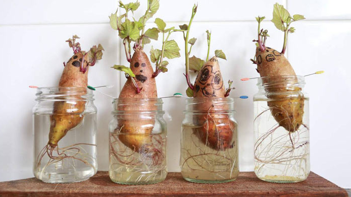 Four sweet potatos in pint jars of water sprouting leaves - they have faces drawn on them