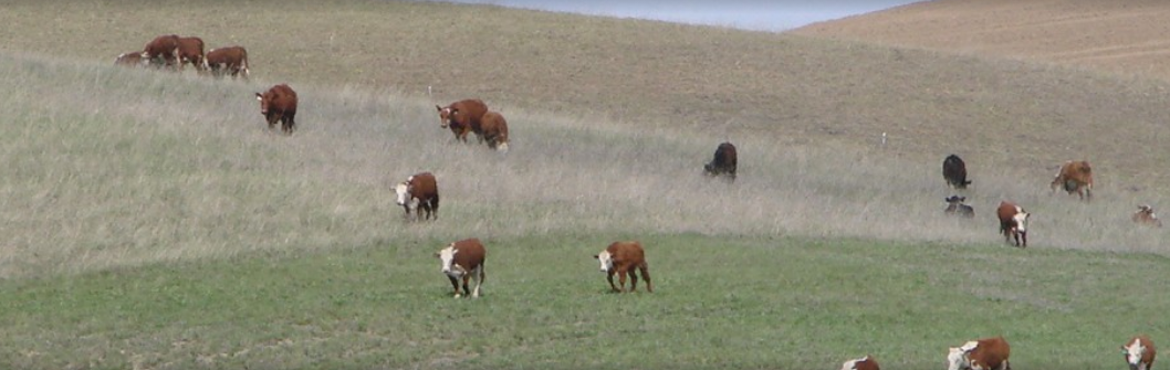 Cattle grazing on an open plain