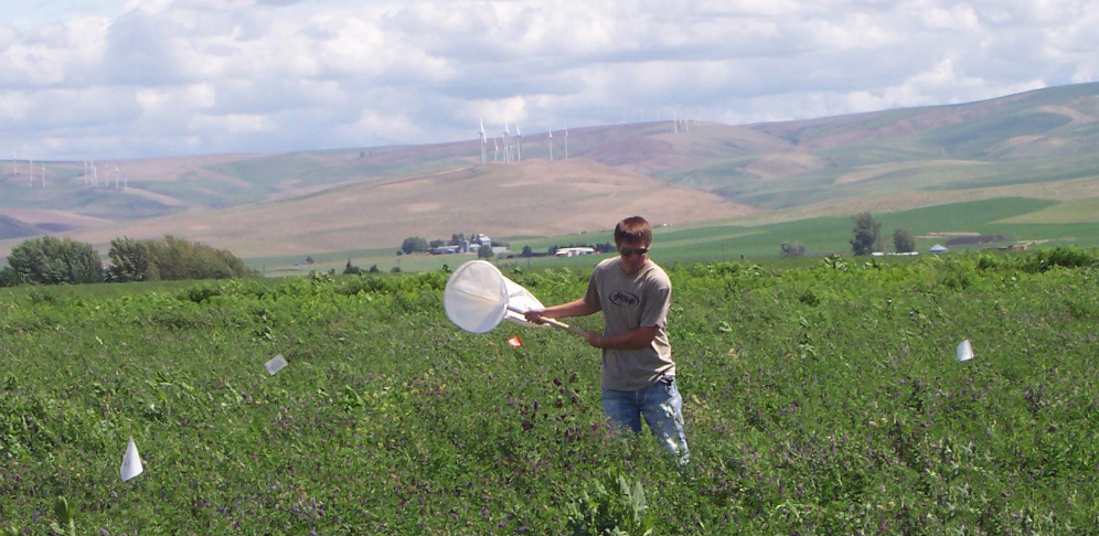 A person standing in a field with an insect catch net