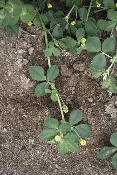 Creeping tendril of a black medic plant with small yellow flower clusters and clover-like leaves.