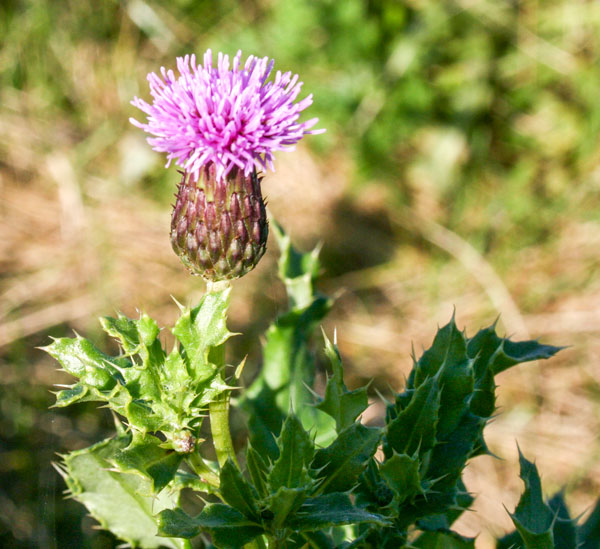 A thistle plant with spiky leaves, a smooth-based flower, and purple petals.
