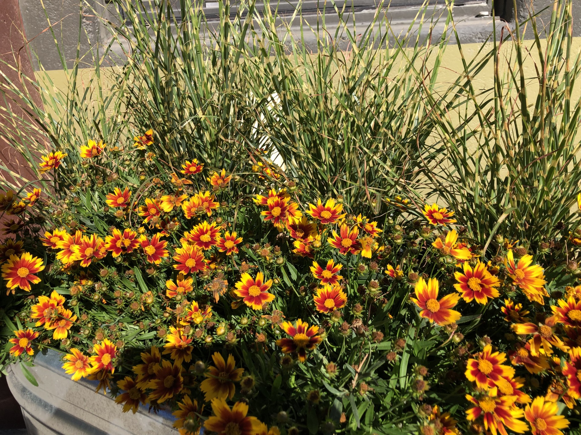 Orange and red flowers growing in the Demonstration Garden.