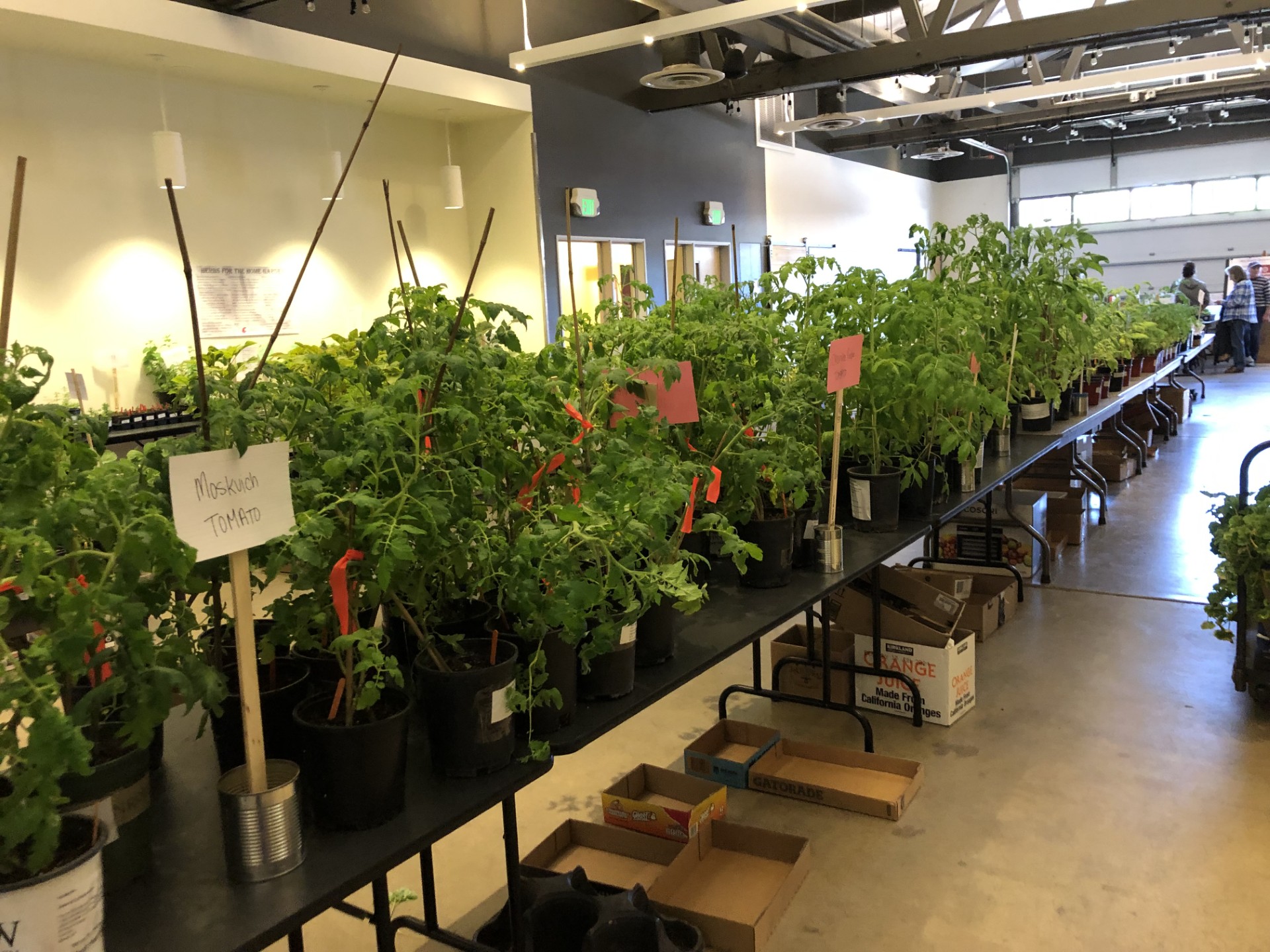Long stretch of folding tables carrying dozens of tomato plants.
