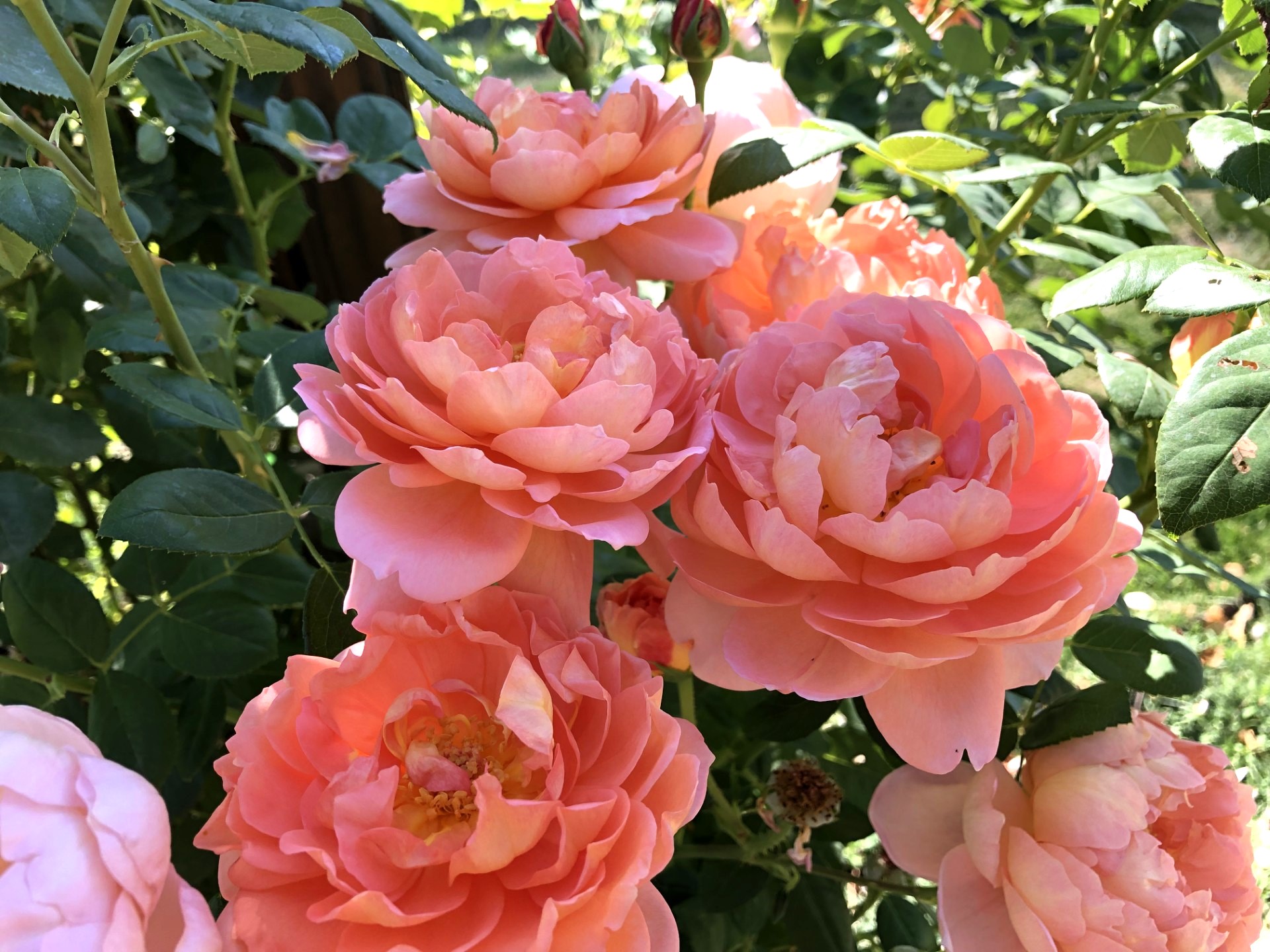 Cluster of yellow and red flowers with a bee on one