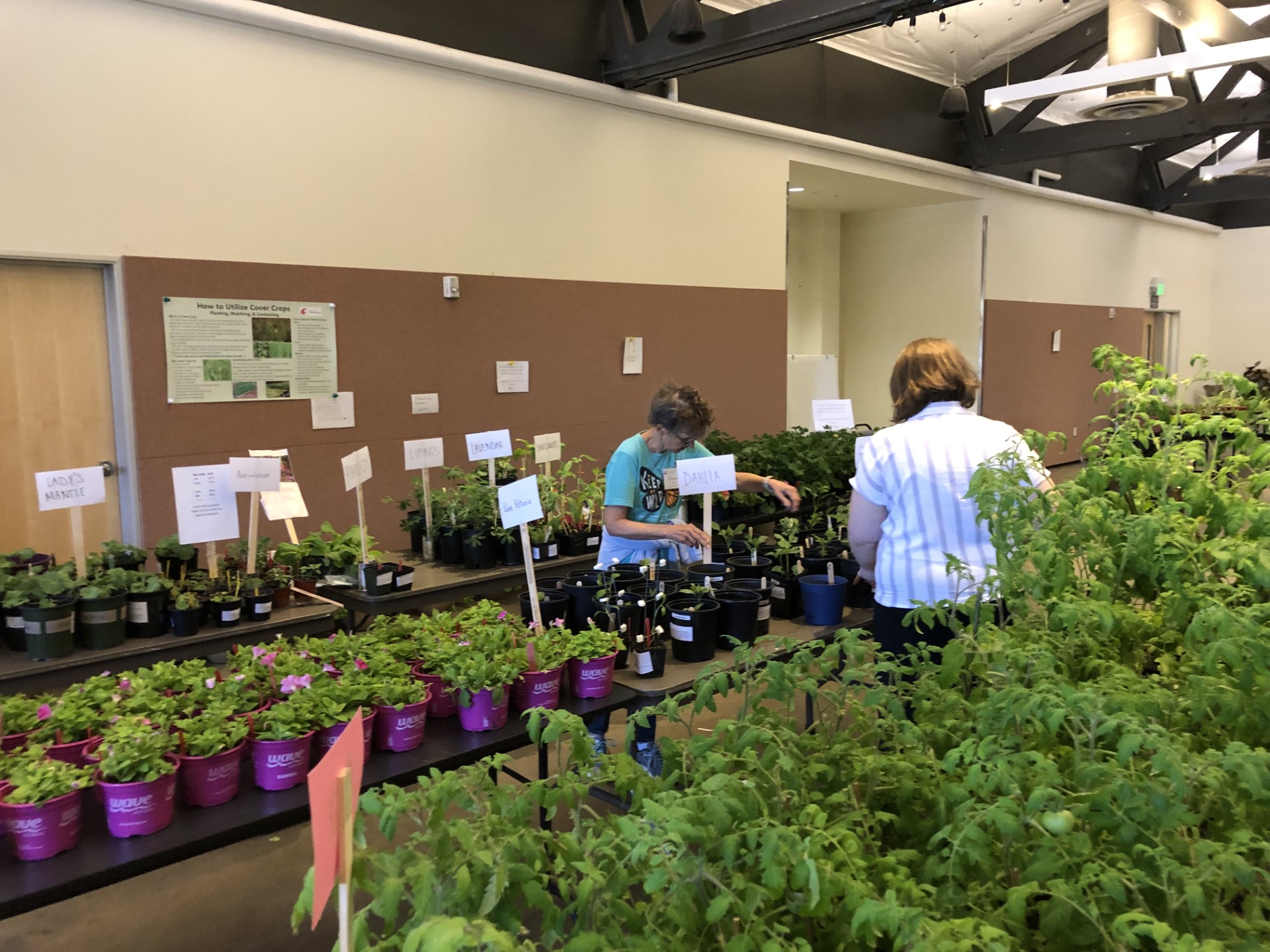 Rows of plants on tables at the indoor plant sale. Two individuals look over plants at the center tables.