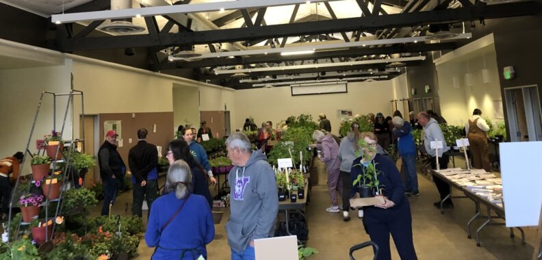Gardeners browsing at the annual plant sale.