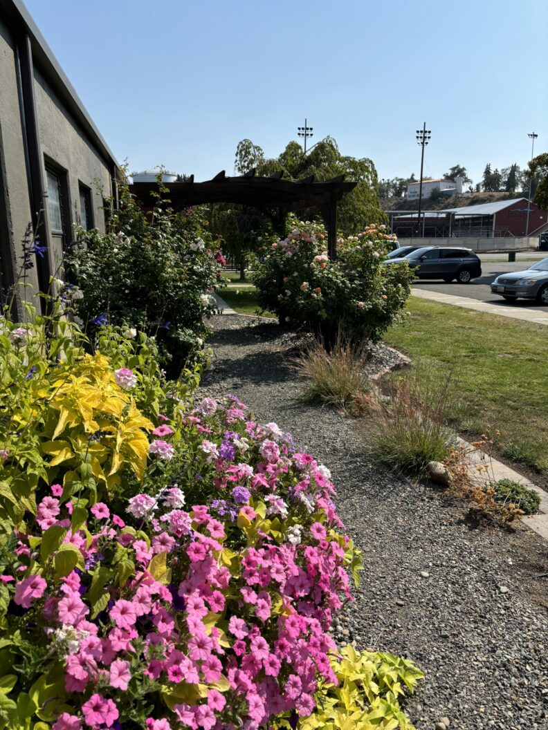 Flowers and shrubs along a garden path leading to an arch trellis.  There is a parking lot to the right and a building to the left.
