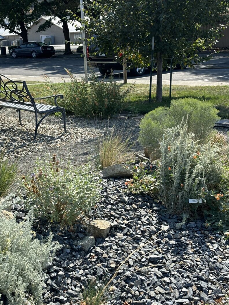 Short shrubs, native plants, and a fruit tree around a seating area with a bench.