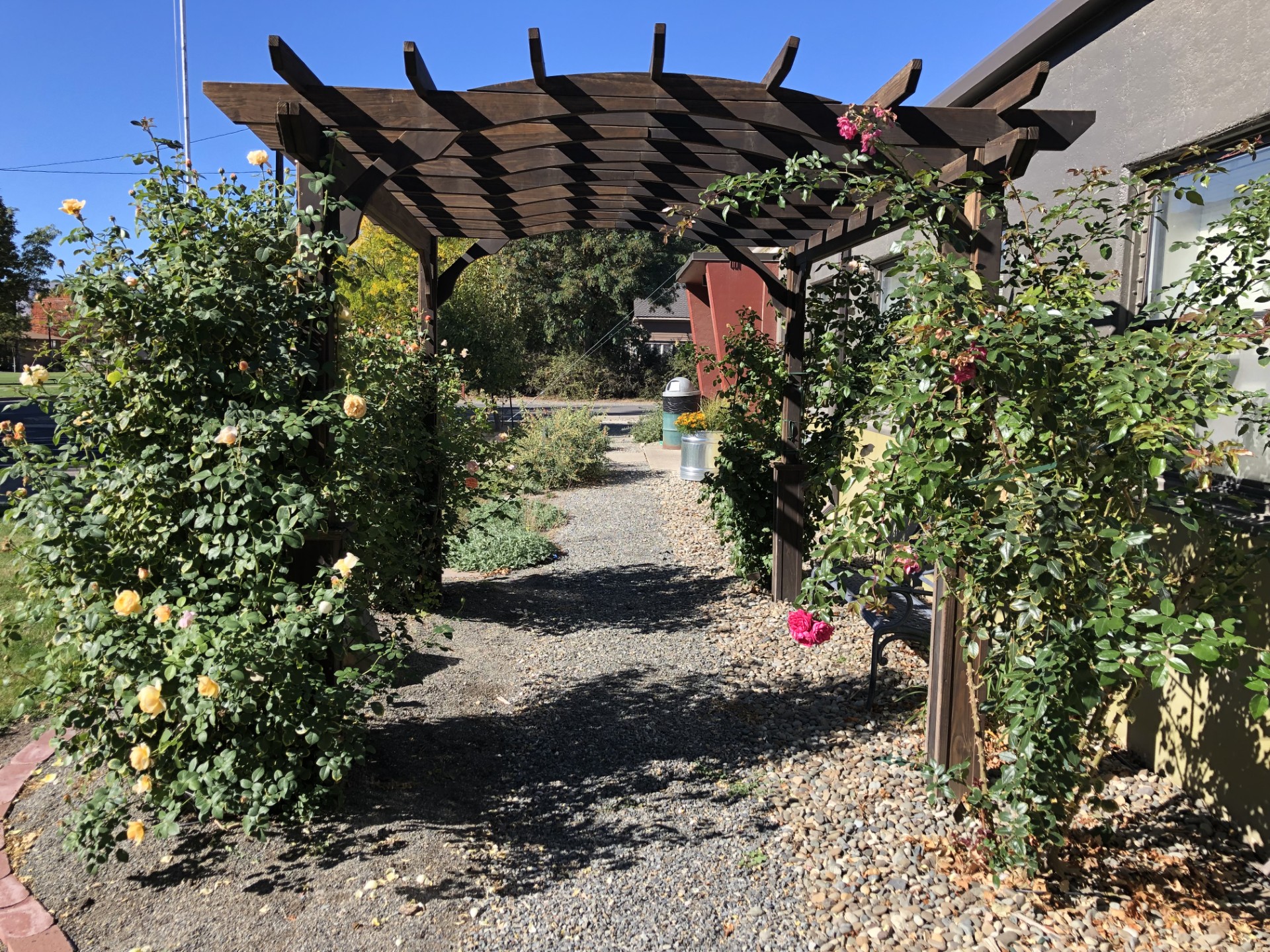 Looking down a garden path that goes under a trellis archway on which roses climb.