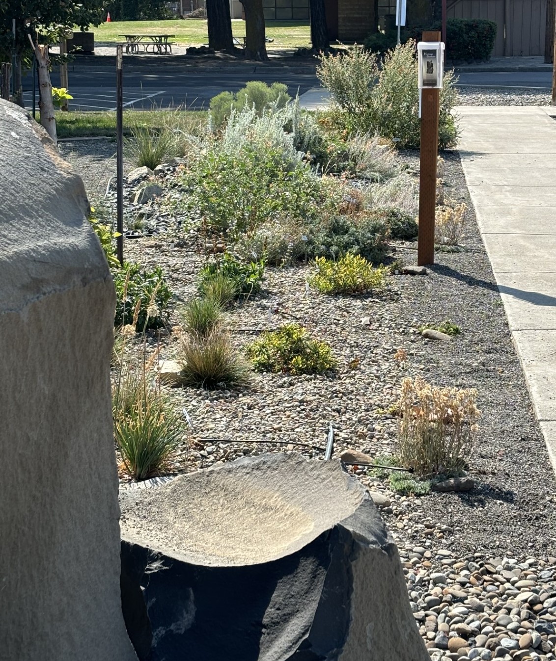 Low shrubs and native plants beside the sidewalk at the Heritage Garden