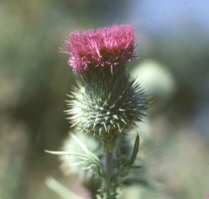 A spiny purple thistle flower.
