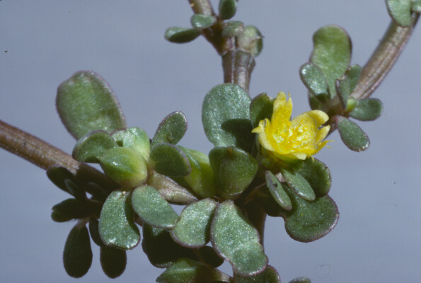 A close-up of a succulent plant with waxy leaves and  a yellow flower.