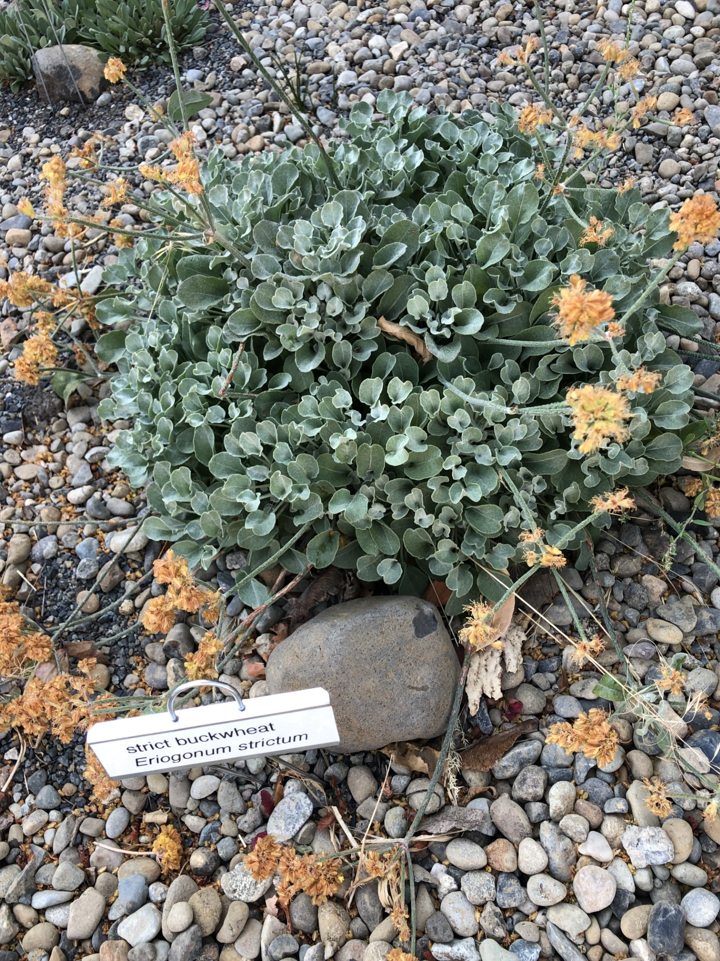 Short small-leaf plant with orange-yellow flowers on rocky ground labeled "strict buckwheat"