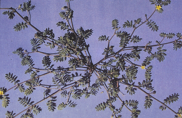 A spindly plant with branches radiating from a center point with small, fern-like leaves.