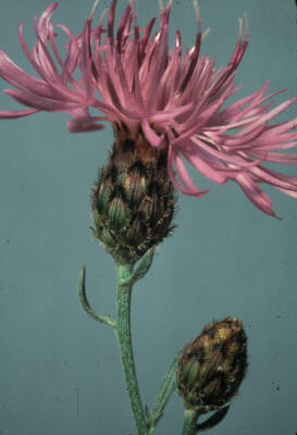 A purple flower with a hairy base on a long fuzzy stem with small leaves.