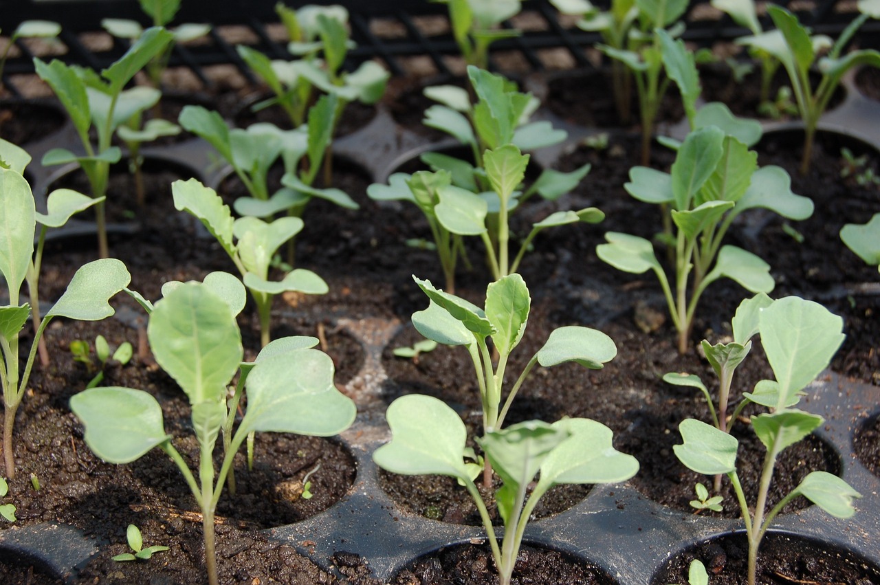 Cabbage seedlings in a plastic tray with round compartments for each plant to grow in until they are large enough to transplant.