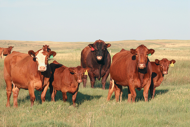Group of Red Angus cows in a pasture.
