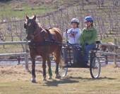 Members in wagon behind horse