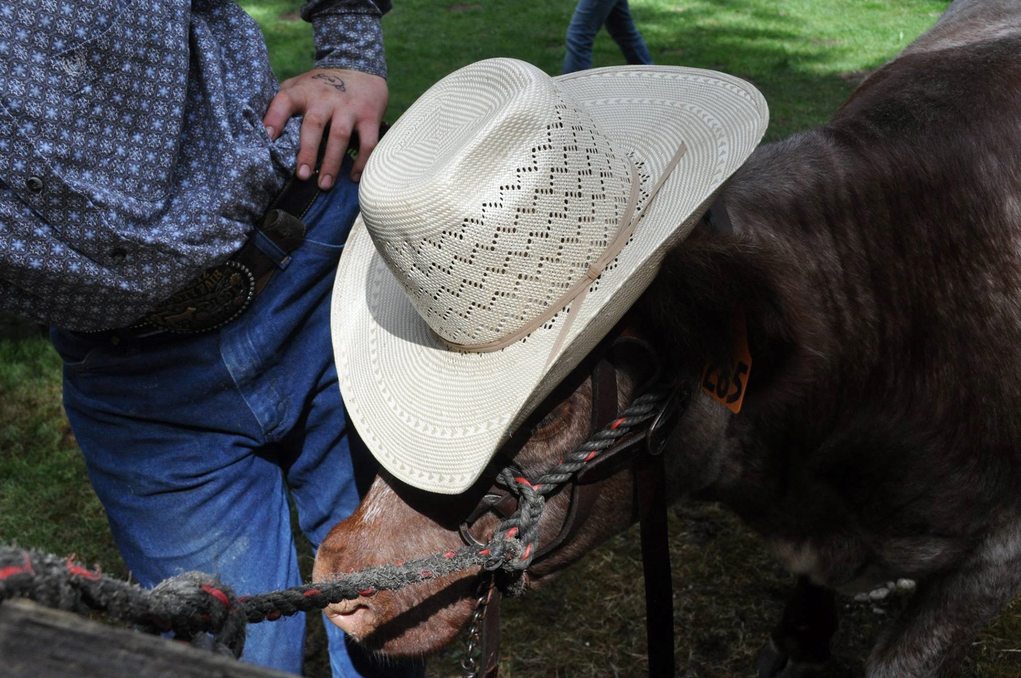 Cowboy hat on top of a cow.