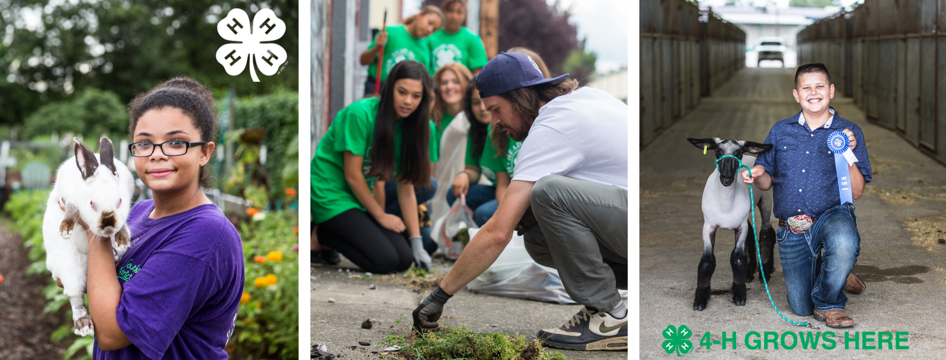 4-h Youth with rabbit, 4-H youth working on a project and 4-H youth with his sheep