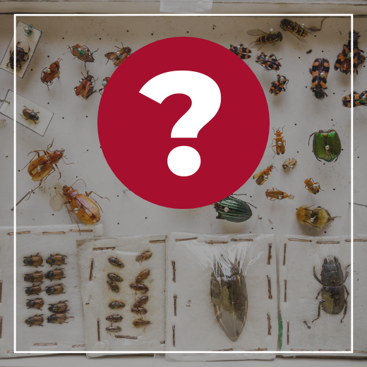 Spirit mark for Master Gardener Priority: all Other