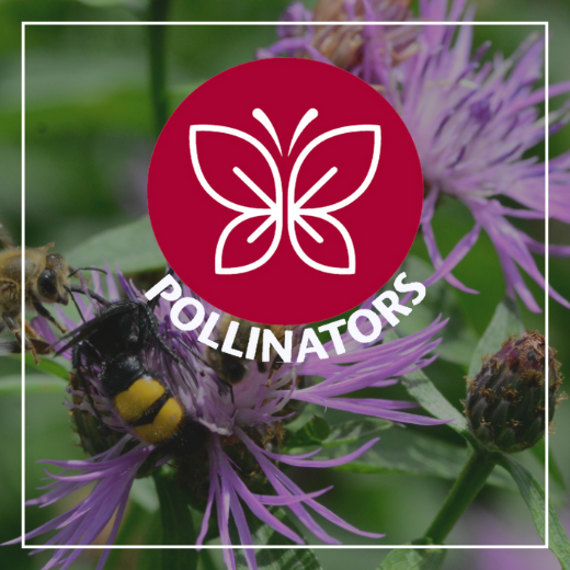 Spirit mark for Master Gardener Priority: Pollinators