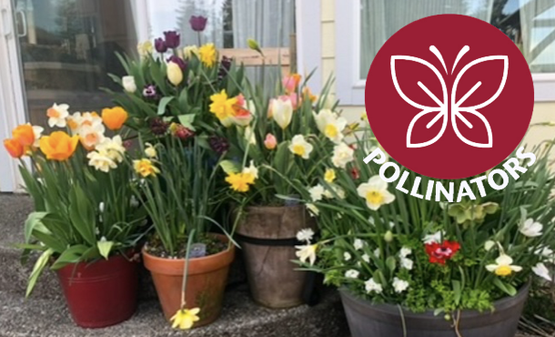 Bulbs in pots on porch