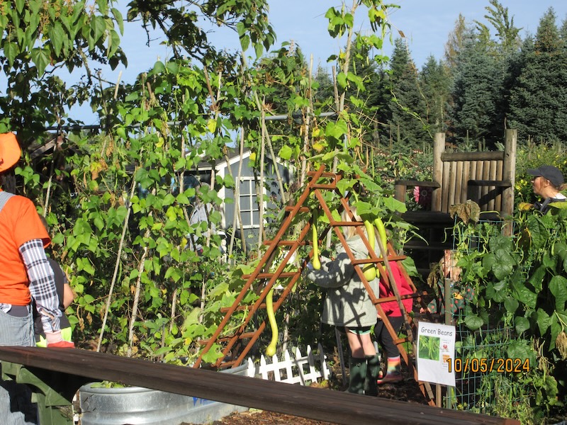 Children harvesting at Fall Fest