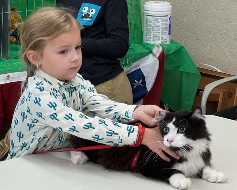 Youth member showing cat at the fair
