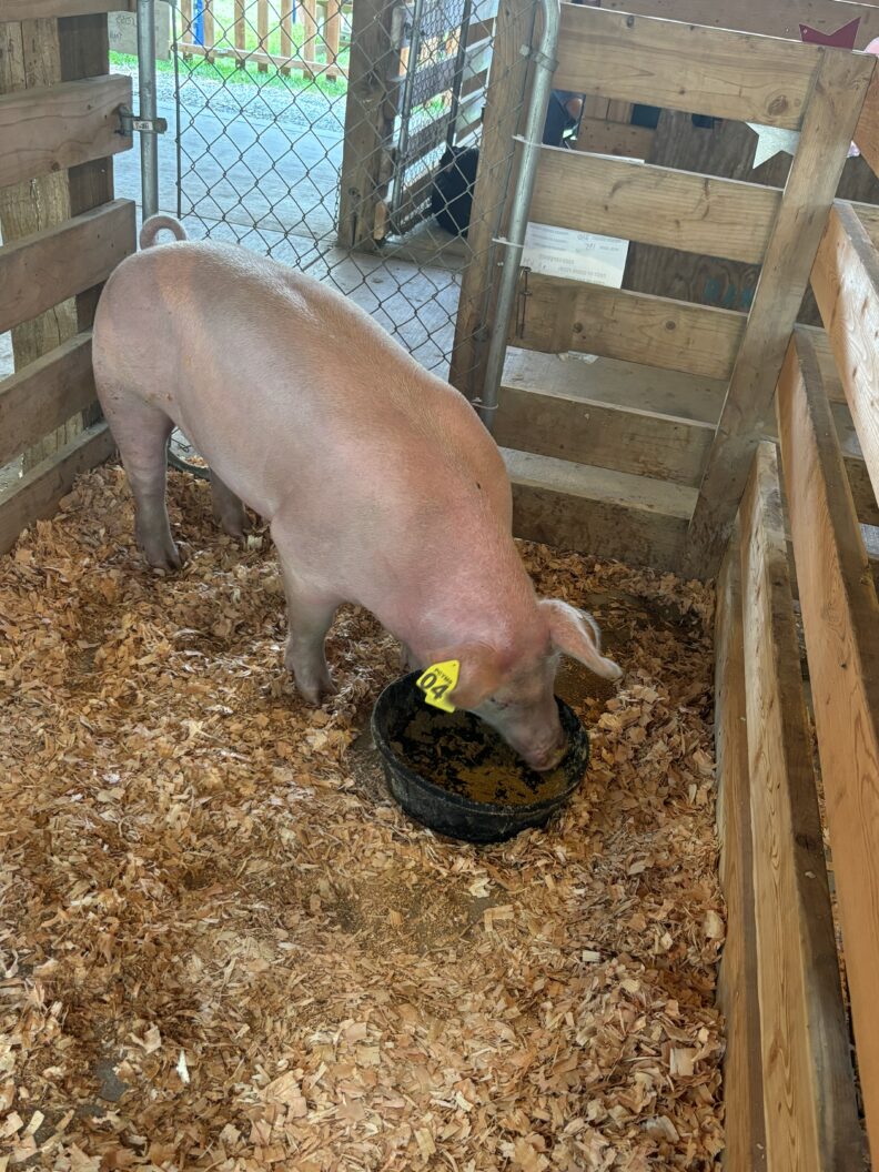 Pig at the fair eating in their pen.