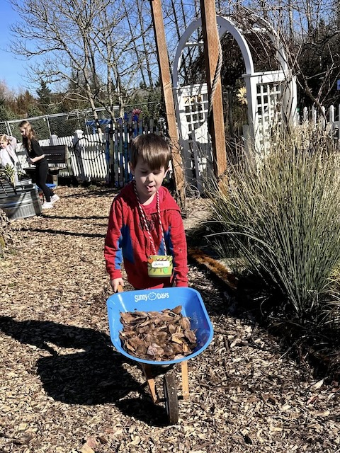 Wheeling leaves to the compost pile