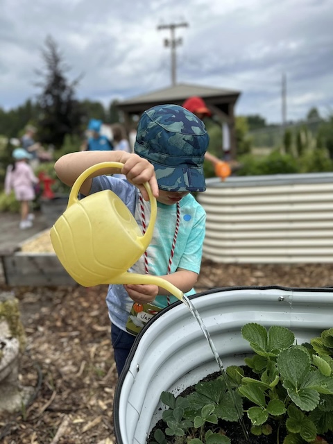 Watering strawberries