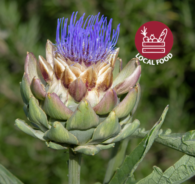 Artichoke with Local Food spirit mark