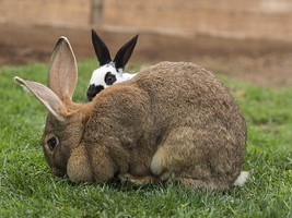 2 rabbits sitting in the grass