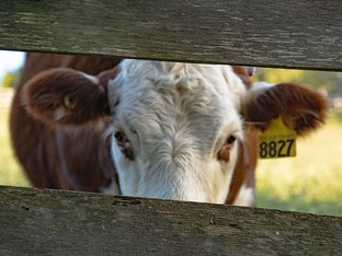 A cow looking through a horizontal space in a fence