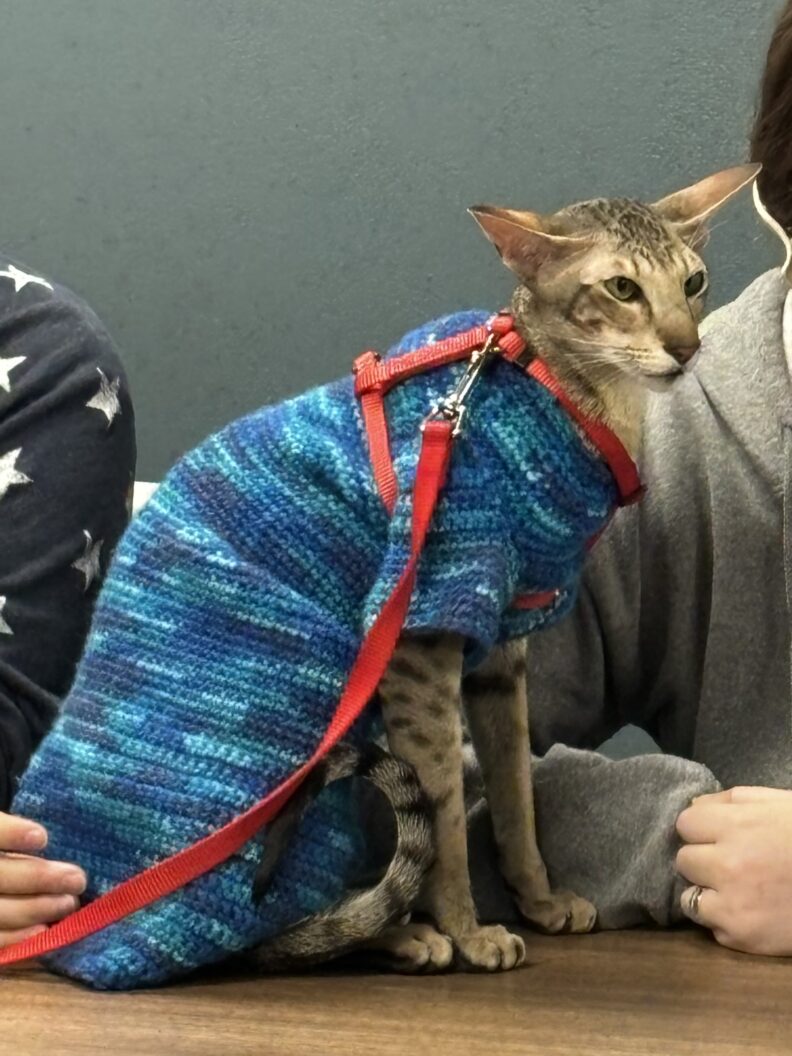A cat sitting on the table with a coat on.