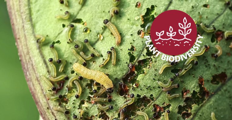 Garden pests attacking leaf