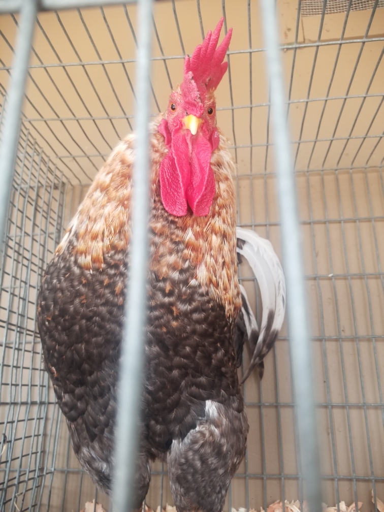 A rooster in a cage
