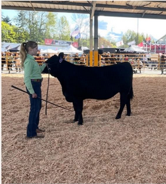 Youth member with a cow

