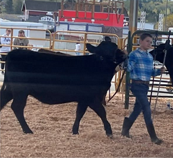 Youth member with a cow
