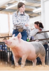 Youth member showing pig