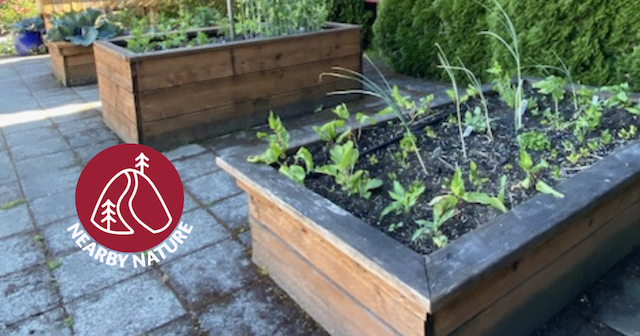 Raised garden beds for handicap access