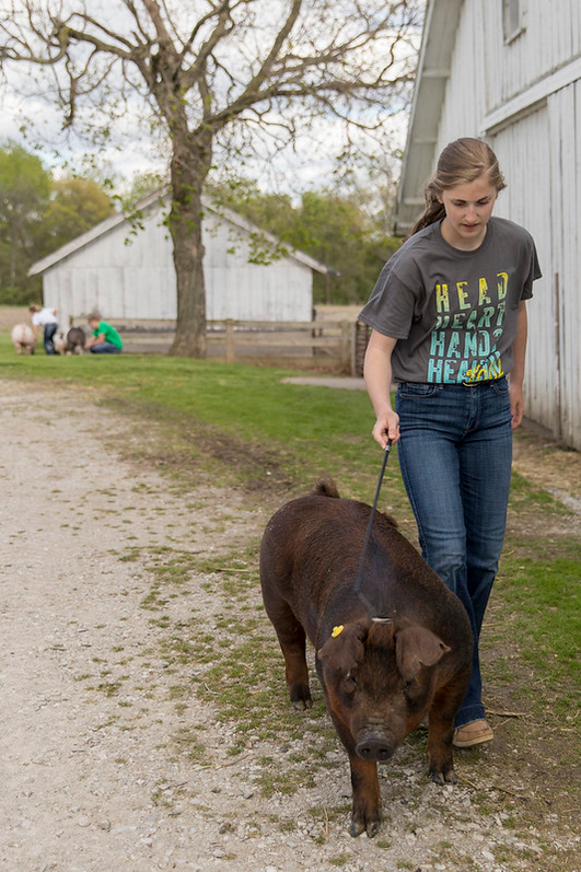 Picture of youth member walking a pig