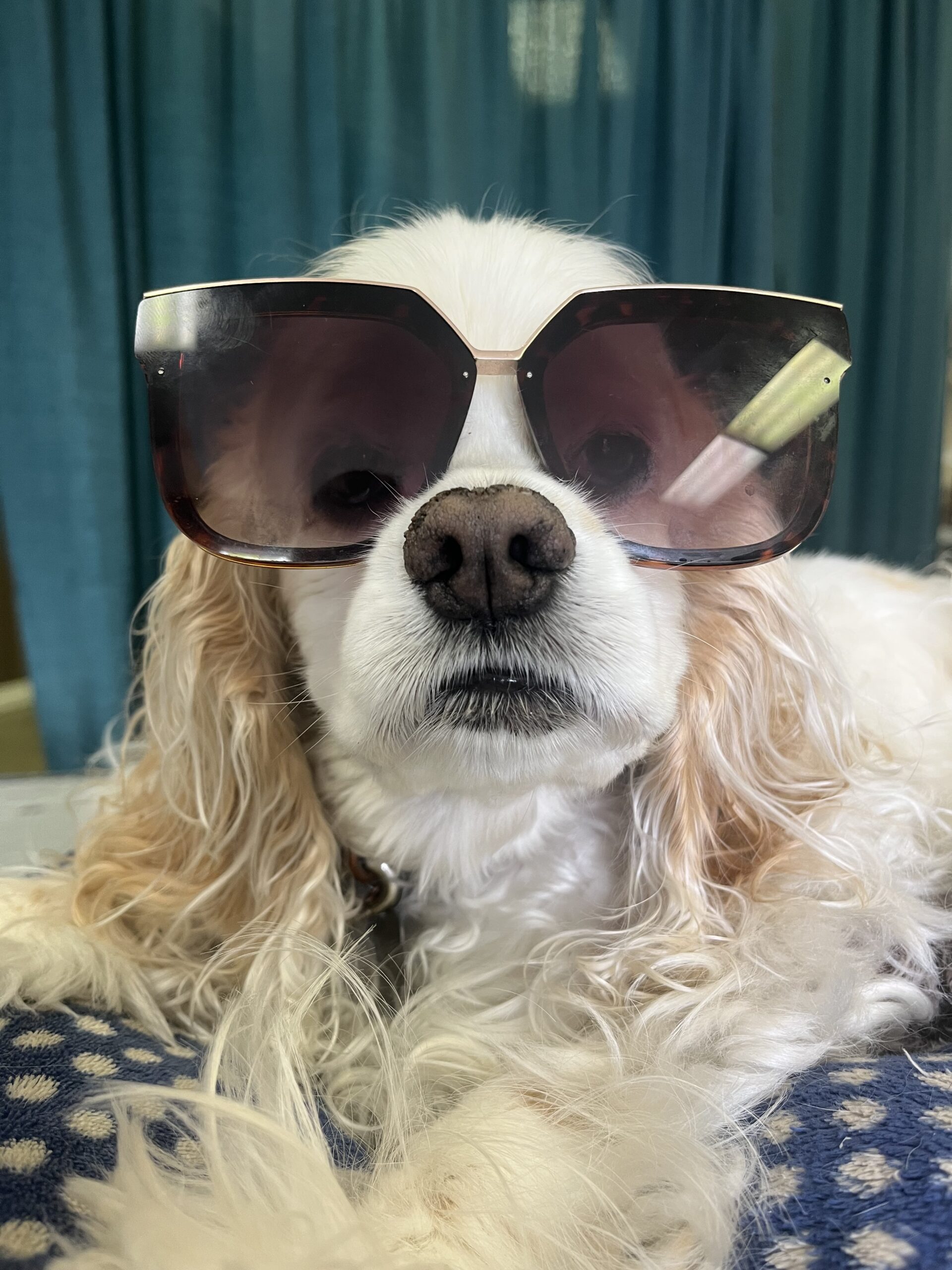 A dog wear sunglasses
