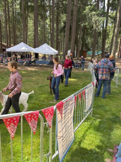 PC Fair - youth showing goats