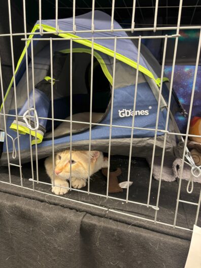 PC Fair - cat hiding from 